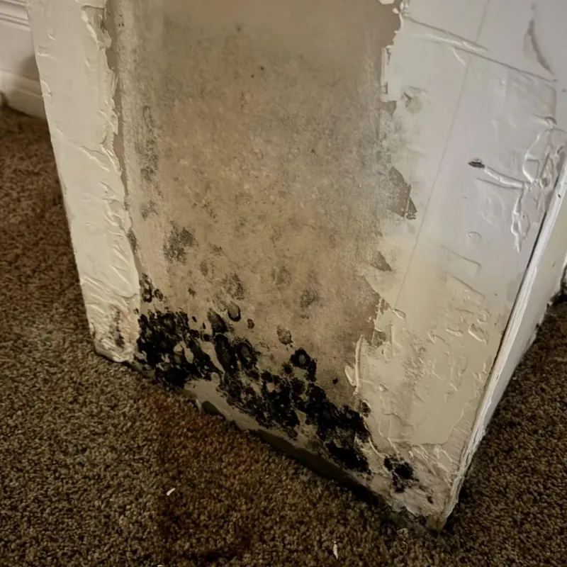 Professional Mold Removal in Rushville, IN